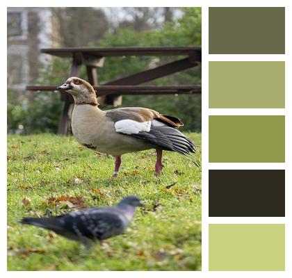 Large Egyptian Goose Pigeon Image